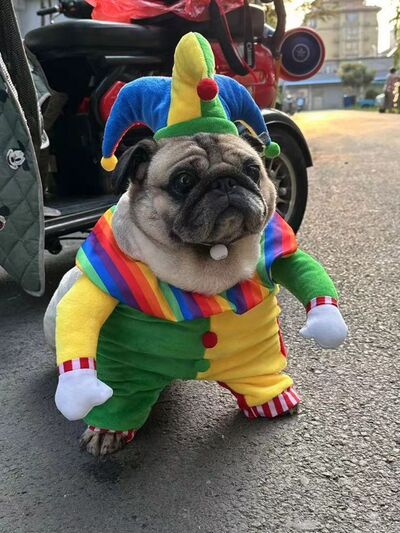 Clown pet costume